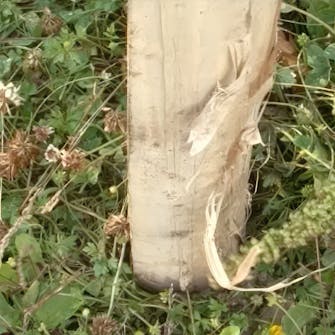 Risstaket stolpe Risstaket stolpe